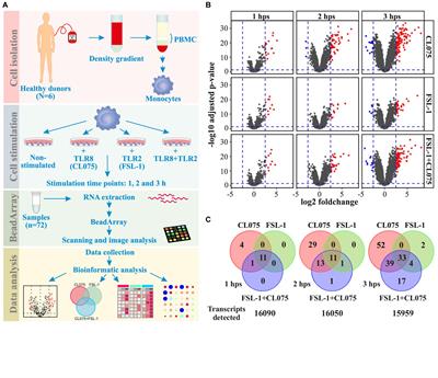 Coactivation of TLR2 and TLR8 in Primary Human Monocytes Triggers a Distinct Inflammatory Signaling Response